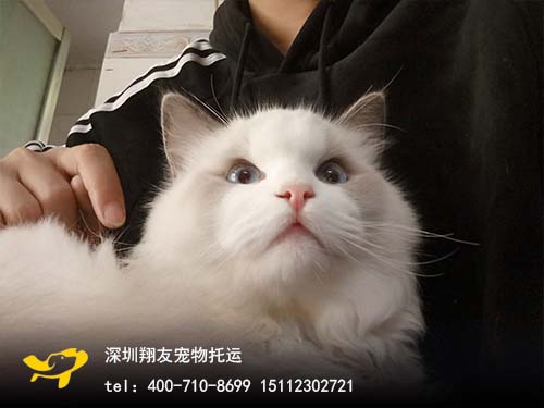 帮忙照顾猫咪的小朱