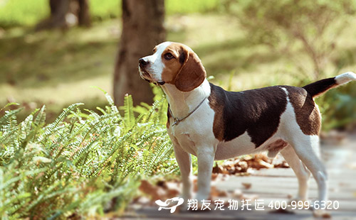 宠物深圳飞日本