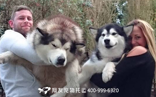 大型犬宠物空运需要注意哪些问题 翔友宠物托运