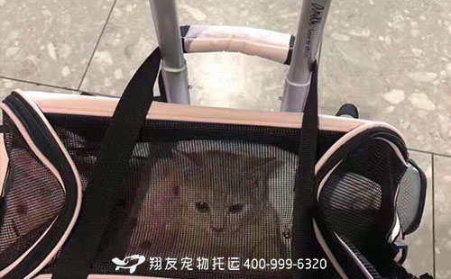 深圳宠物空运