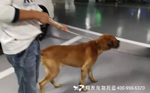 大型犬回国